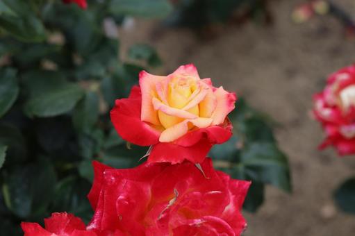 バラ園にて綺麗な薔薇を撮影しました 花,薔薇,自然の写真素材