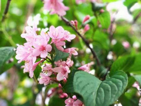 タニウツギ3 タニウツギ3 タニウツギ,花,春の写真素材