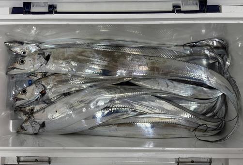 クーラーボックスにいる釣りたての太刀魚 太刀魚,タチウオ,クーラーボックスの写真素材