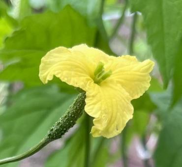 にがうり　雌花のアップ にがうり,ゴーヤ,雌花の写真素材