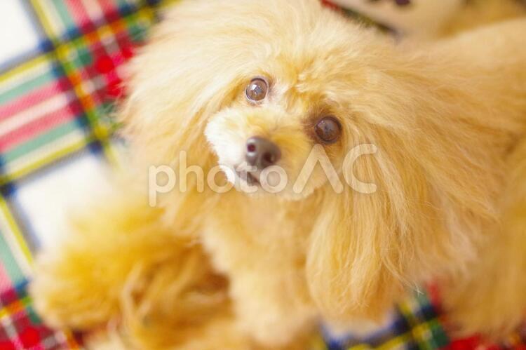 飼い主を見上げるトイプードル 子犬,ふさふさ,モフモフの写真素材