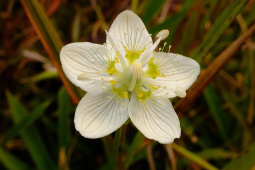 ウメバチソウ 白,秋,梅鉢草の写真素材