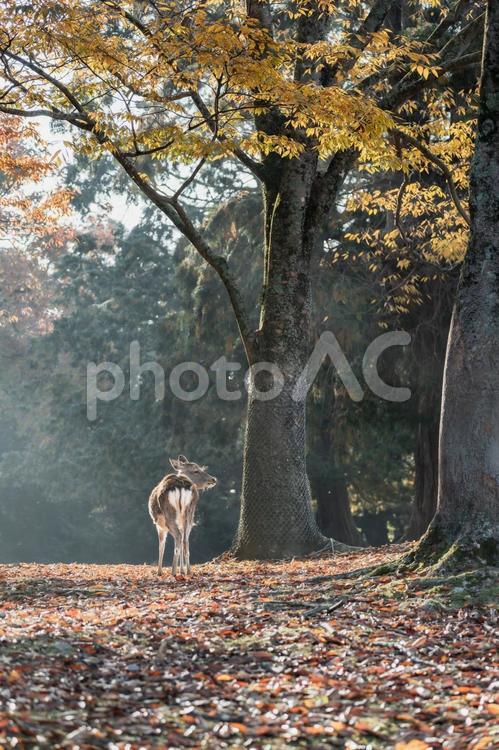 奈良 - 【奈良公園の鹿と紅葉】 奈良,奈良公園,飛火野の写真素材