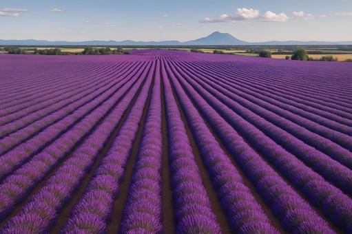 プロヴァンスの紫野 プロヴァンスの紫野の写真