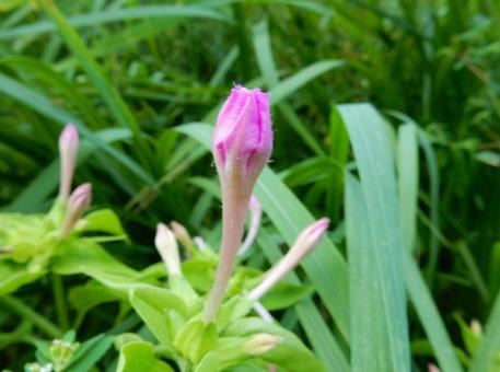 【花の写真】オシロイバナの蕾 【花の写真】オシロイバナの蕾の写真