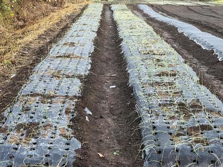 家庭菜園 赤,家庭菜園,畑の写真素材