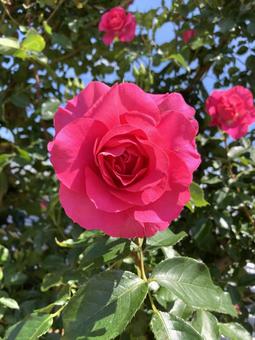 魅力的なピンクのバラ アップ 魅力的なピンクのバラ アップ バラ,薔薇,キレイの写真素材
