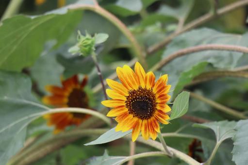 小型ひまわりの花が咲く花壇 小型ひまわりの花が咲く花壇の写真
