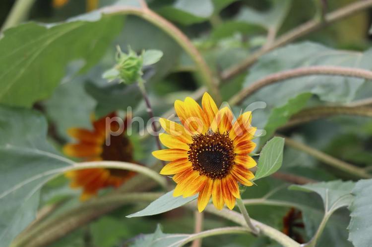 小型ひまわりの花が咲く花壇 小型,ひまわり,花の写真素材