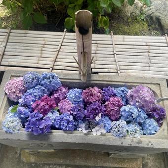 花手水 花手水 あじさい,お寺,フラワーの写真素材