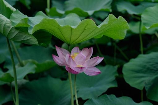 花 花 夏,風景,花の写真素材