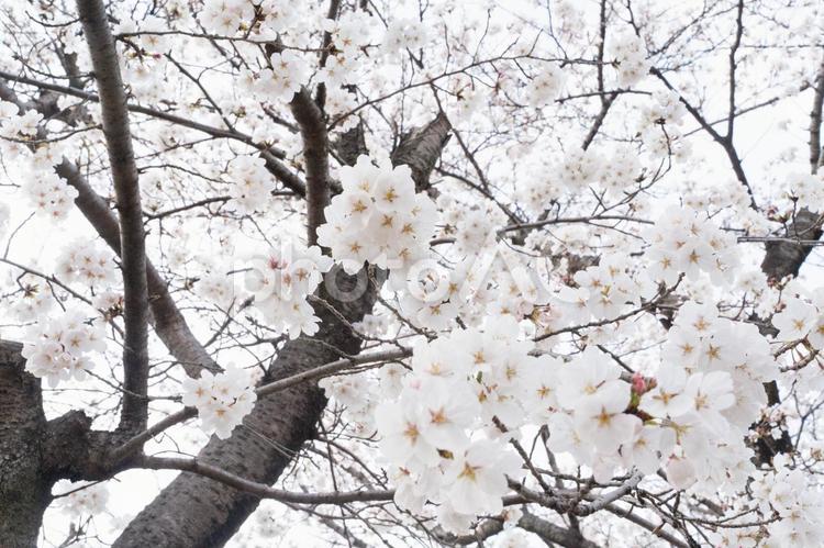 満開の桜が春の訪れを告げる④ 桜,春,花の写真素材