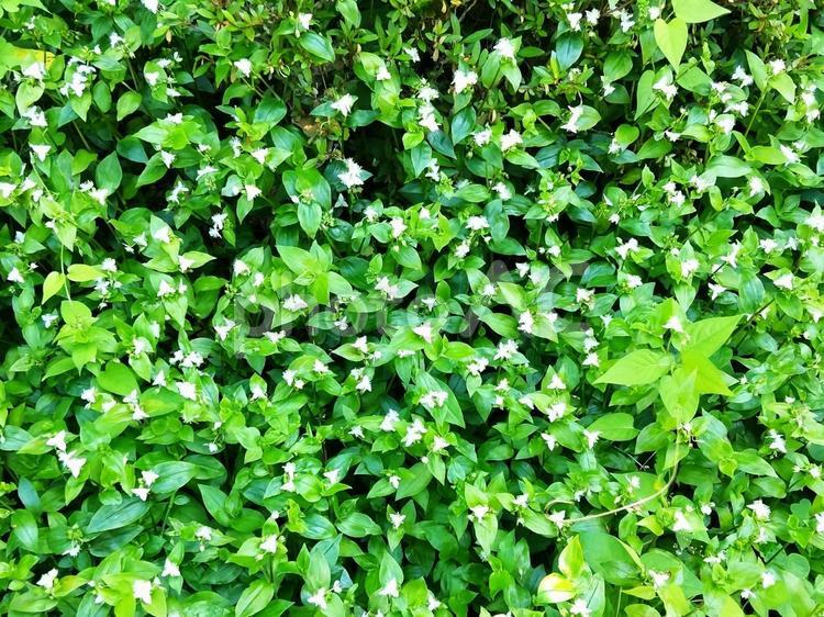 ツユクサの葉をしたトキワツユクサ 花,トキワツユクサ,白色の写真素材