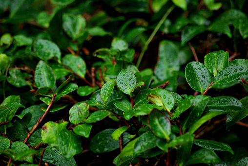 庭木と雨滴 雨滴,水,しずくの写真素材