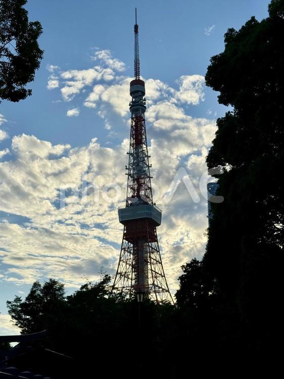 夕方　芝公園から見た東京タワー 東京タワー,風景,夏の写真素材