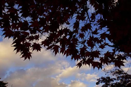 Autumn leaves and evening sky silhouette, JPG Autumn leaves and evening sky silhouette, JPG