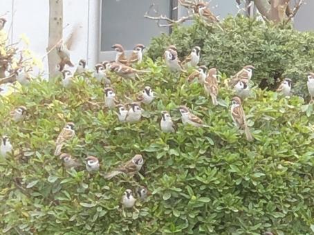 Sparrow Tree, JPG Sparrow Tree, JPG