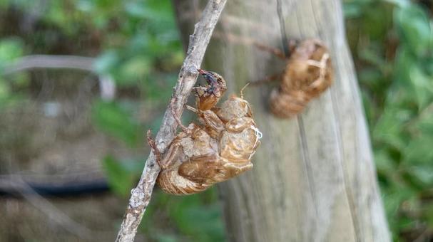 セミの抜け殻 セミの抜け殻の写真