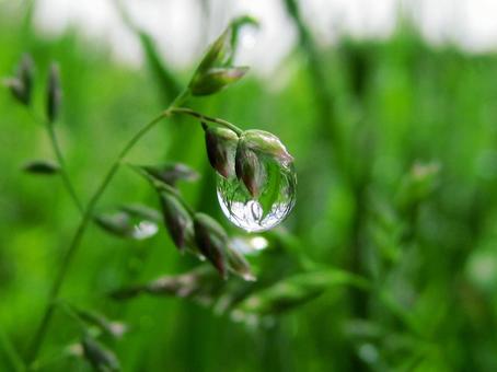 水滴と緑の葉 水滴,しずく,雨の写真素材