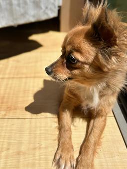 日向ぼっこするワンちゃん 日向ぼっこするワンちゃんの写真