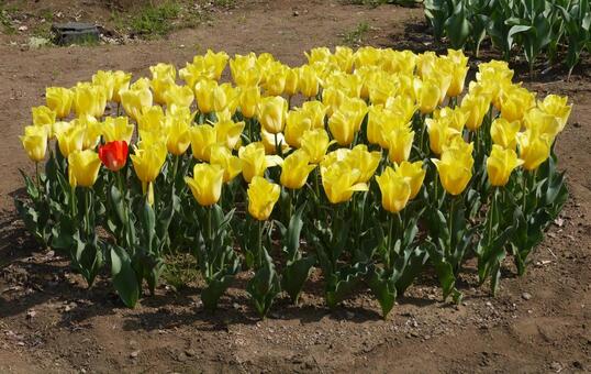 Tulips, tulip, flower garden, tiny, JPG