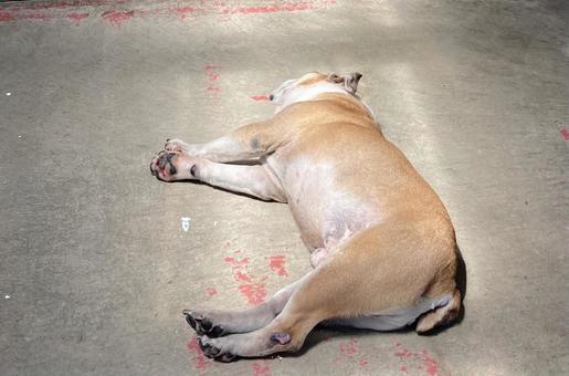 だらしない犬 だらしない犬の写真