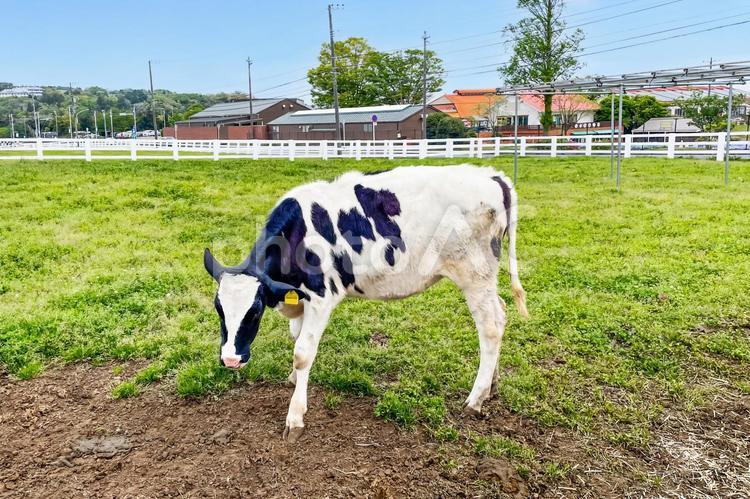 春ののどかな牧場で草を食む牛 牛,乳牛,放牧の写真素材