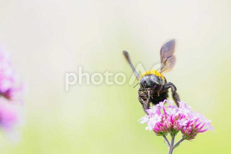 ヤナギハナガサとクマバチ⑻ 花,ヤナギハナガサ,蜂の写真素材
