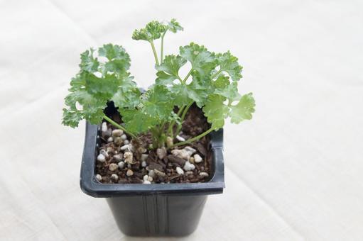 Photo, parsley, seedling, cell seedlings, 