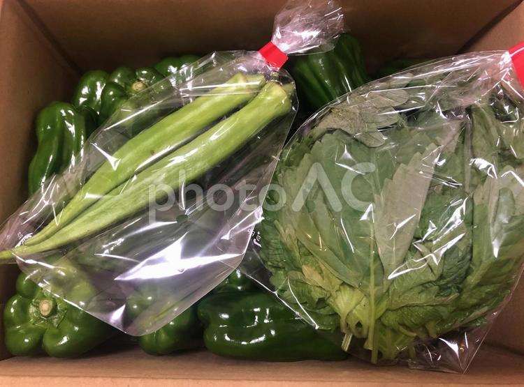 旬のオーガニック野菜が届きました 新鮮野菜,野菜,季節の野菜の写真素材
