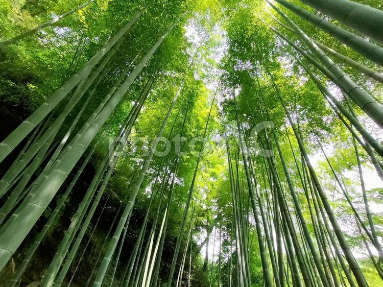北鎌倉 明月院の竹林 北鎌倉 明月院の竹林 竹林,明月院,寺社巡りの写真素材