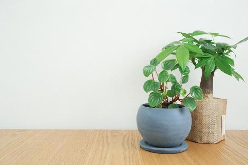 観葉植物 観葉植物の写真