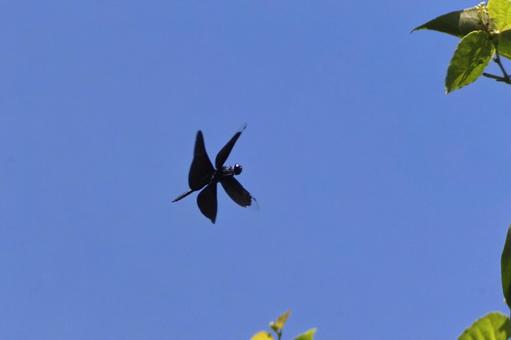 A dragonfly flying overhead, JPG