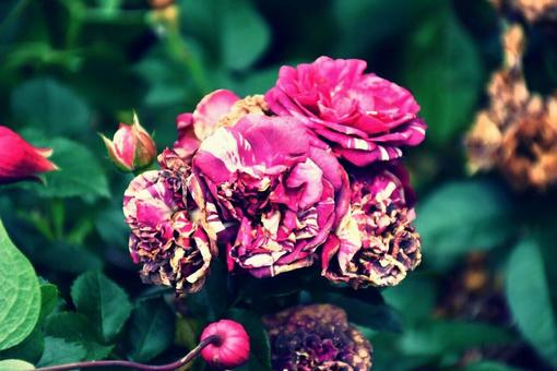 薔薇 薔薇の写真