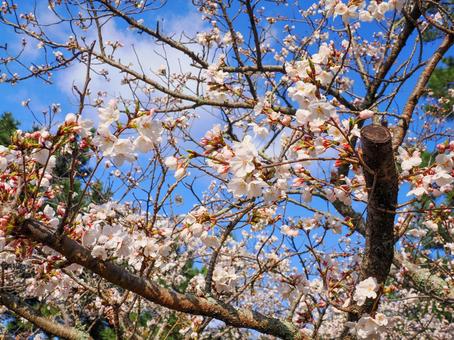 Scenery with cherry blossoms, JPG