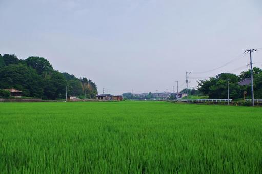 水田のある夏の田舎の風景 水田のある夏の田舎の風景の写真