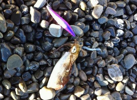 秋エギングの写真