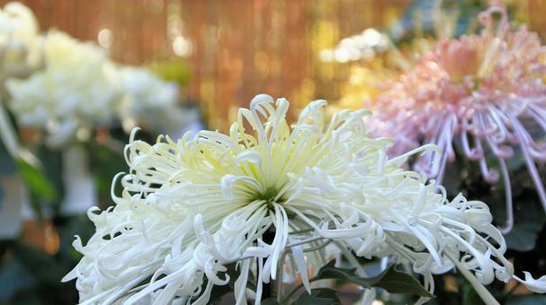 楽寿園の菊まつりにて 菊,秋,花の写真素材