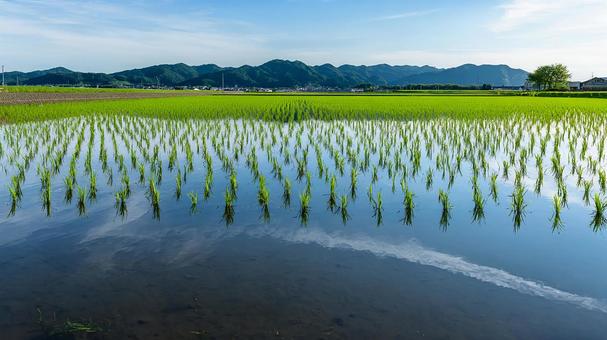 田植え直後の水面に映る緑の稲 田植え直後の水面に映る緑の稲の写真