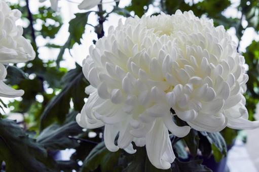 輪菊17（田原市） 輪菊,菊,白菊の写真素材