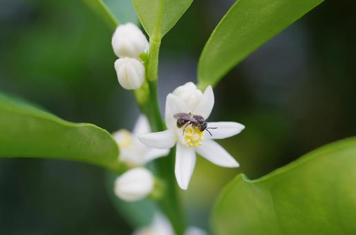 キンカンの花2 キンカンの花2の写真
