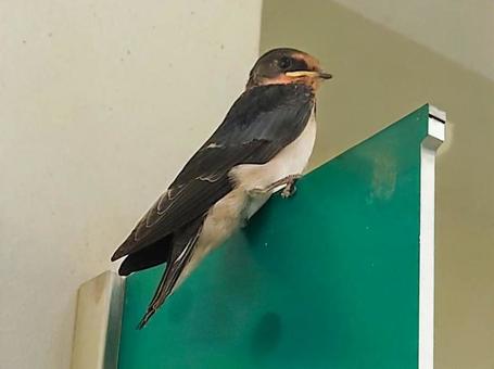 ツバメ幼鳥 ツバメ幼鳥の写真