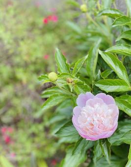 ピンクの花② ピンクの花②の写真