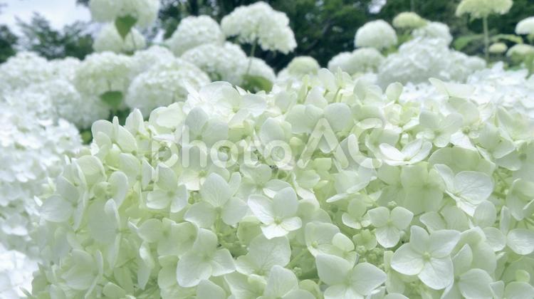 アジサイ_45(アナベル) 紫陽花,アナベル,梅雨の写真素材