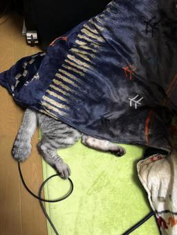 Cat and kotatsu, JPG