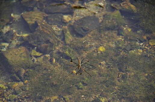 浅瀬のアメンボ アメンボ,水馬,飴坊の写真素材