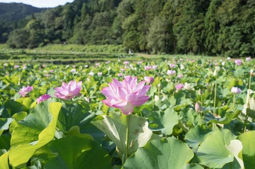 蓮の花 蓮の花の写真