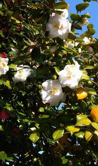 白い椿の花 椿,ツバキ,花の写真素材