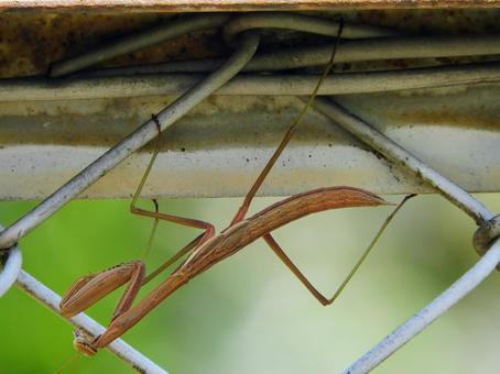 カマキリ カマキリの写真