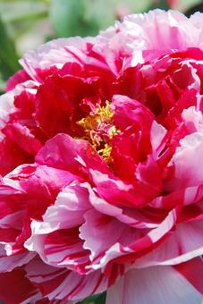 ボタンの花の写真